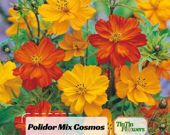 Mix (Orange and Yellow) Cosmos Seeds -  Open-Pollinating - Clumping - Easy To Grow - Planting In Spring/ Summer