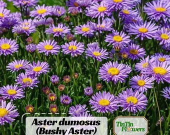 Aster dumosus (Bushy Aster)Seeds- Callistephus Chinensis -Asteraceae-Seed for Flower Gardens & Pollinator Butterflies