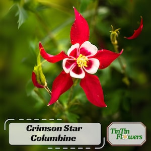 Crimson Star Columbine Seeds - Cold Resistant - Deciduous - Potted - Attracts pollinators - Plant in Late Summer to Early Fall #100