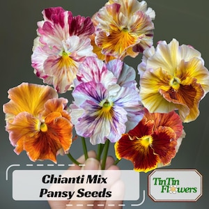 May include: A bouquet of colorful Chianti Mix Pansy flowers. The flowers are a mix of red, yellow, orange, and purple. The flowers are arranged in a hand, with the text "Chianti Mix Pansy Seeds" and "TinTin Flowers" visible in the image.