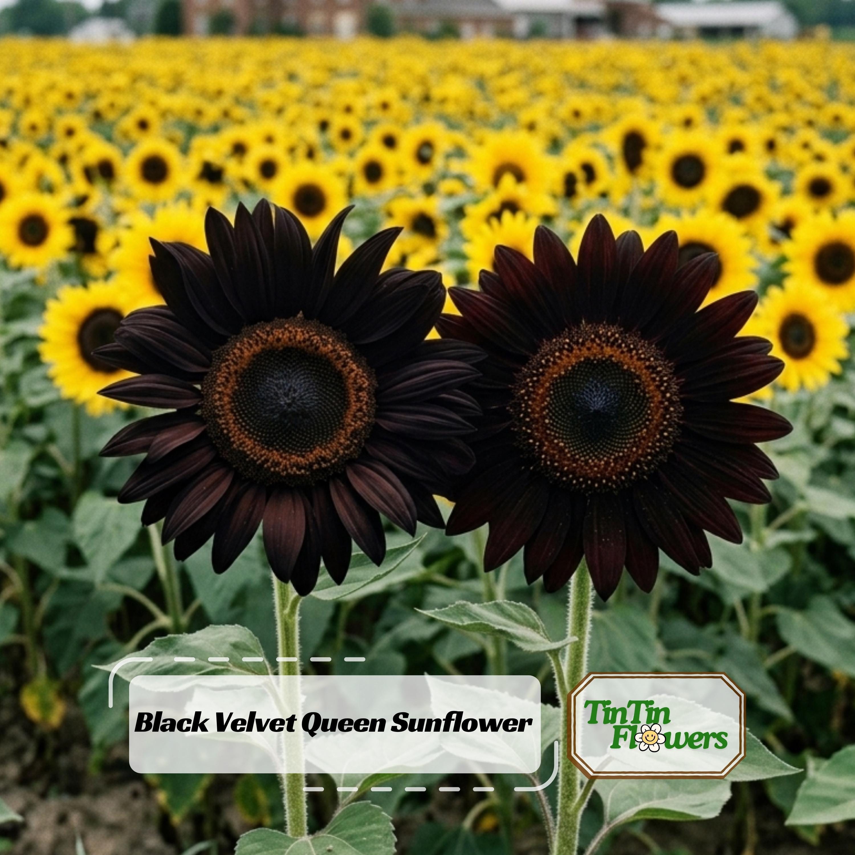 Black Velvet Queen Sunflower-seeds -helianthus Annuus - Open