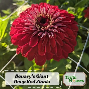 30+ Benary's Giant Deep Red Zinnia Seeds - Zinnia elegans- Authentic - Organic -Flower Seeds -Mix Seeds to Plant - #8235