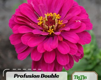 30+ Profusion Double Cherry Zinnia Seeds - Authentic - Open-Pollinated -Organic -Flower Seeds - Mix Seeds to Plant - #8218