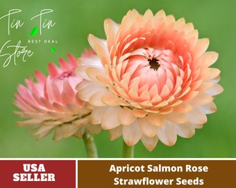 Apricot Salmon Rose Strawflower Seeds-Perennial -Authentic Seeds-Flowers -Organic. Non GMO -Mix Seeds for Plant-B3G1#k010