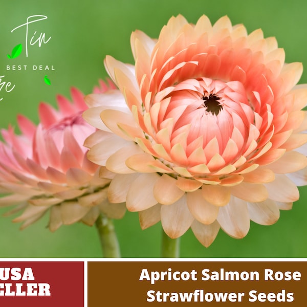 Apricot Salmon Rose Strawflower Seeds-Perennial -Authentic Seeds-Flowers -Organic. Non GMO -Mix Seeds for Plant-B3G1#k010