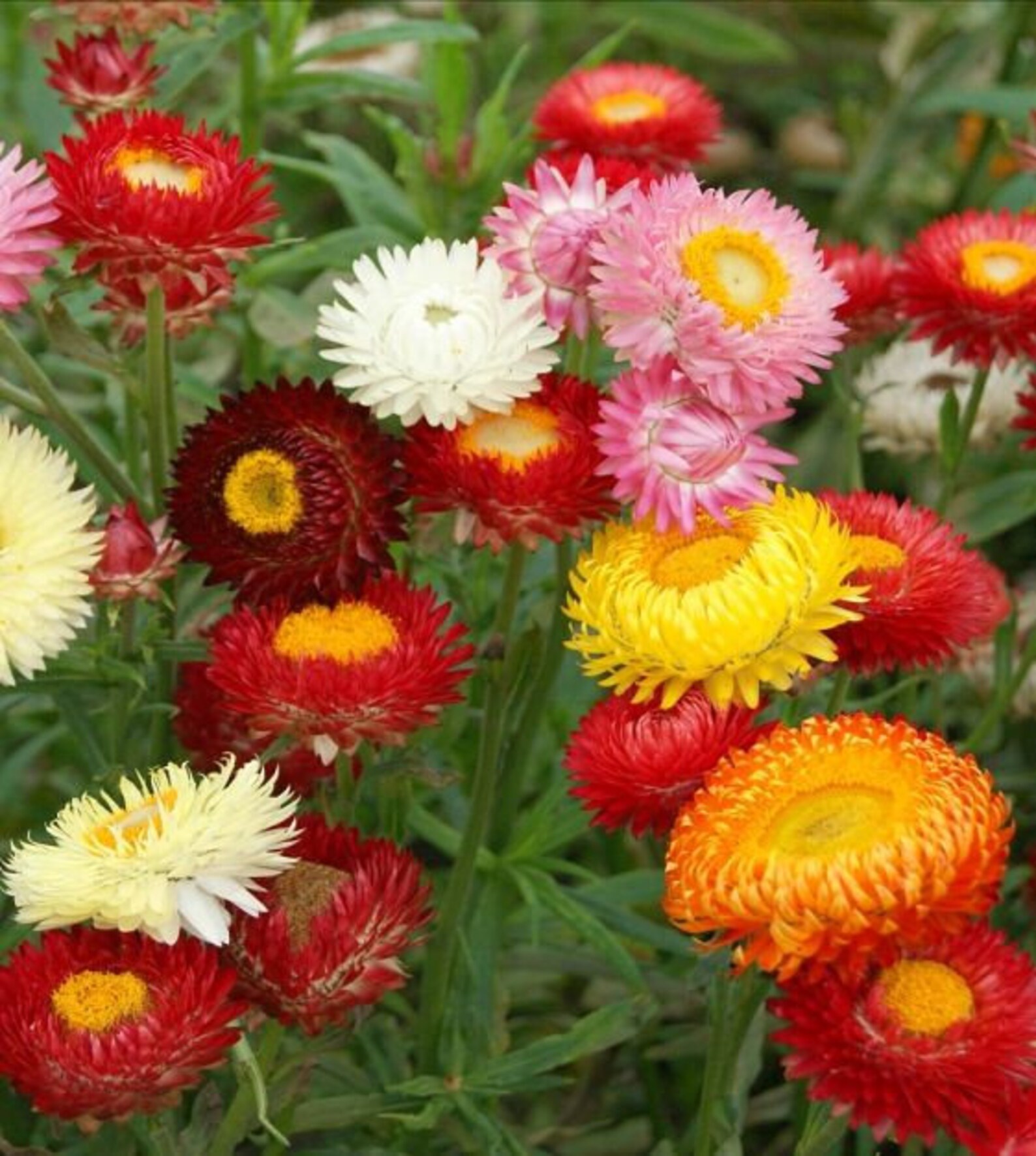 100 Seeds Swiss Giants Mix Strawflower Seeds for Planting in Etsy