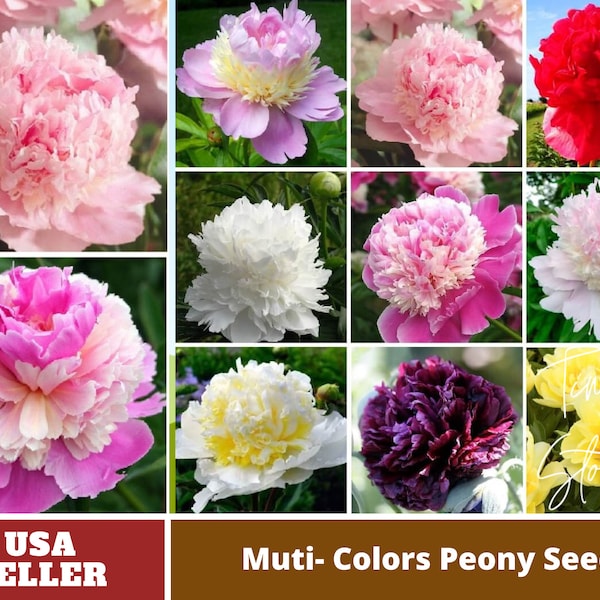 10+ Rare Seeds| Muti Color Mix Peony Seeds -Authentic Seeds-Flowers -Organic. Non GMO -Vegetable Seeds-Mix Seeds for Plant-B3G1#B000