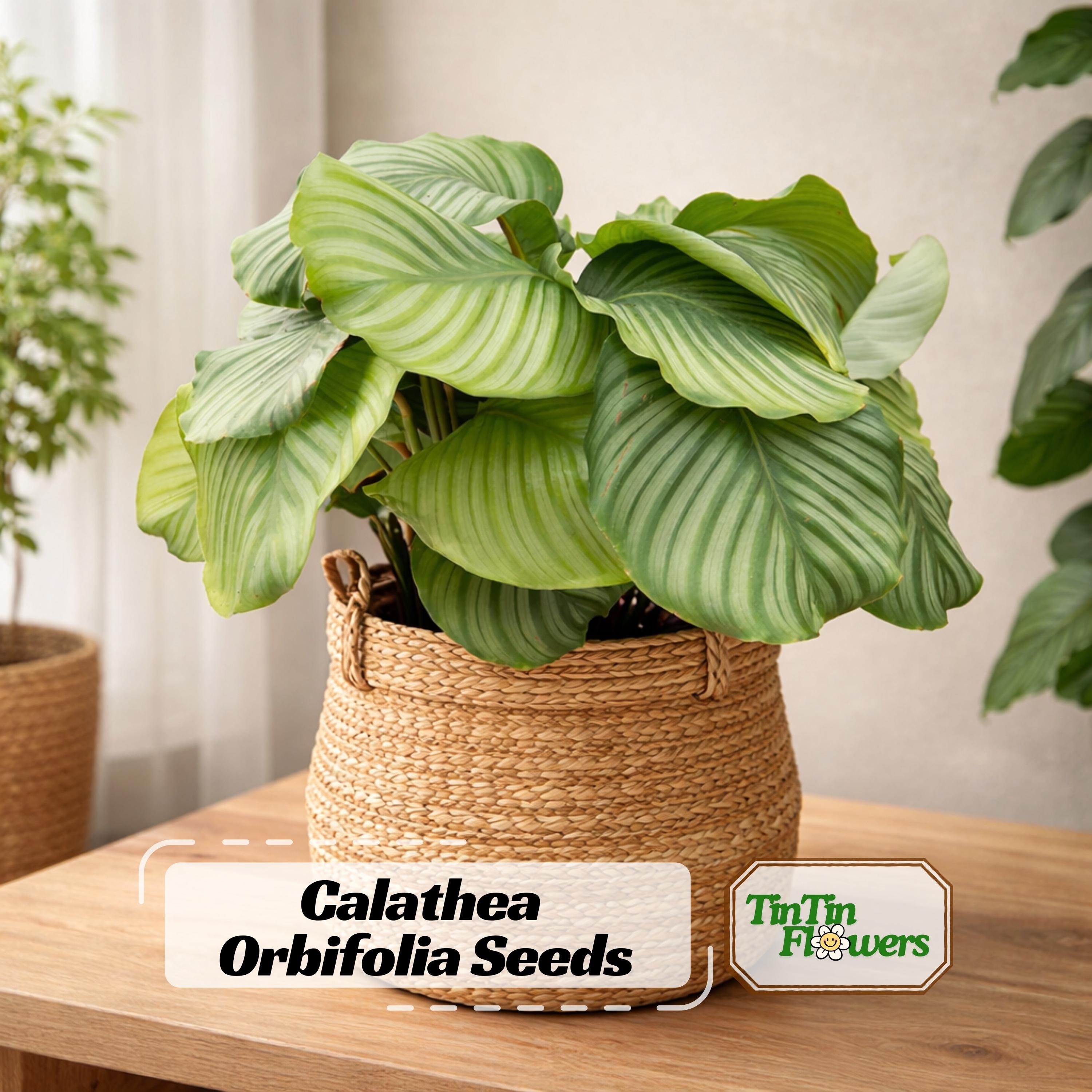 Large Calathea - Etsy