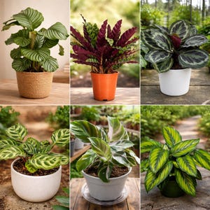 May include: A collection of potted Calathea plants, showcasing various leaf patterns and colors. The plants are in decorative pots, including a woven basket and white and orange plastic pots. The leaves display shades of green, purple, and white.