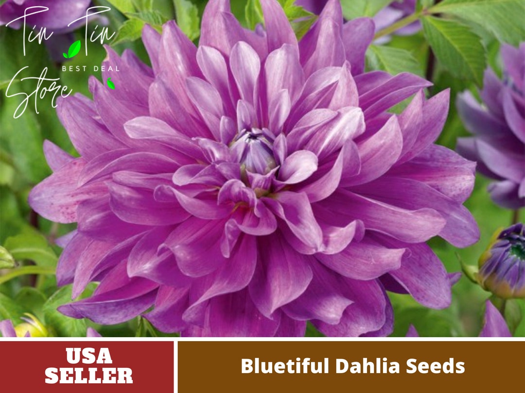 Bluetiful Dahlia Seedsperennial authentic Seedsflowers organic. Non