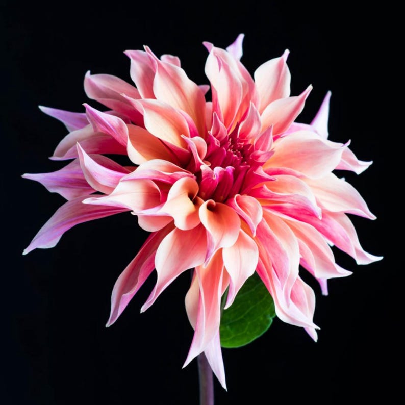 40+ Labyrinth Dahlia Seeds - Pollinator Friendly- Open Pollinated - Heirloom - Flower Seeds - Mix Seeds to Plant - .#D013 image 16