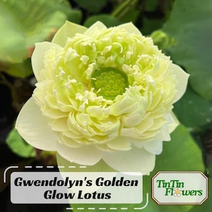 5+ Rare Seeds| Gwendolyn&#39;s Golden Glow Seeds - Indian Lotus (Nelumbo nucifera) Seeds - Rudbeckia - Cold Resistant - Fast Growing #Q063