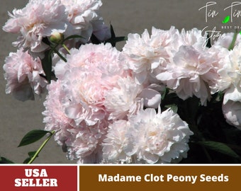 10+ Rare Seeds|Mme Clot Perennial Peony Seeds  -Authentic Seeds-Flowers -Organic. Non GMO -Vegetable Seeds-Mix Seeds for Plant-B3G1#B009