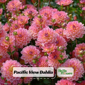 40+  Pacific View Dahlia Seeds - Pollinator Friendly- Open Pollinated - Heirloom - Flower Seeds - Mix Seeds to Plant - .#D093