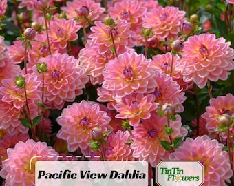 40+  Pacific View Dahlia Seeds - Pollinator Friendly- Open Pollinated - Heirloom - Flower Seeds - Mix Seeds to Plant - .#D093