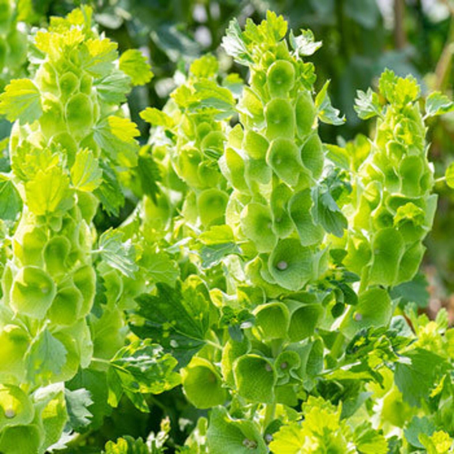 Bells of Ireland Seeds Many Packet Sizes Green Bell Etsy
