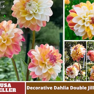 Decorative Double Jill Dahlia Seeds-Perennial -Authentic Seeds-Flowers -Organic. Non GMO -Seeds-Mix Seeds for Plant-B3G1#D084