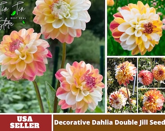 Decorative Double Jill Dahlia Seeds-Perennial -Authentic Seeds-Flowers -Organic. Non GMO -Seeds-Mix Seeds for Plant-B3G1#D084