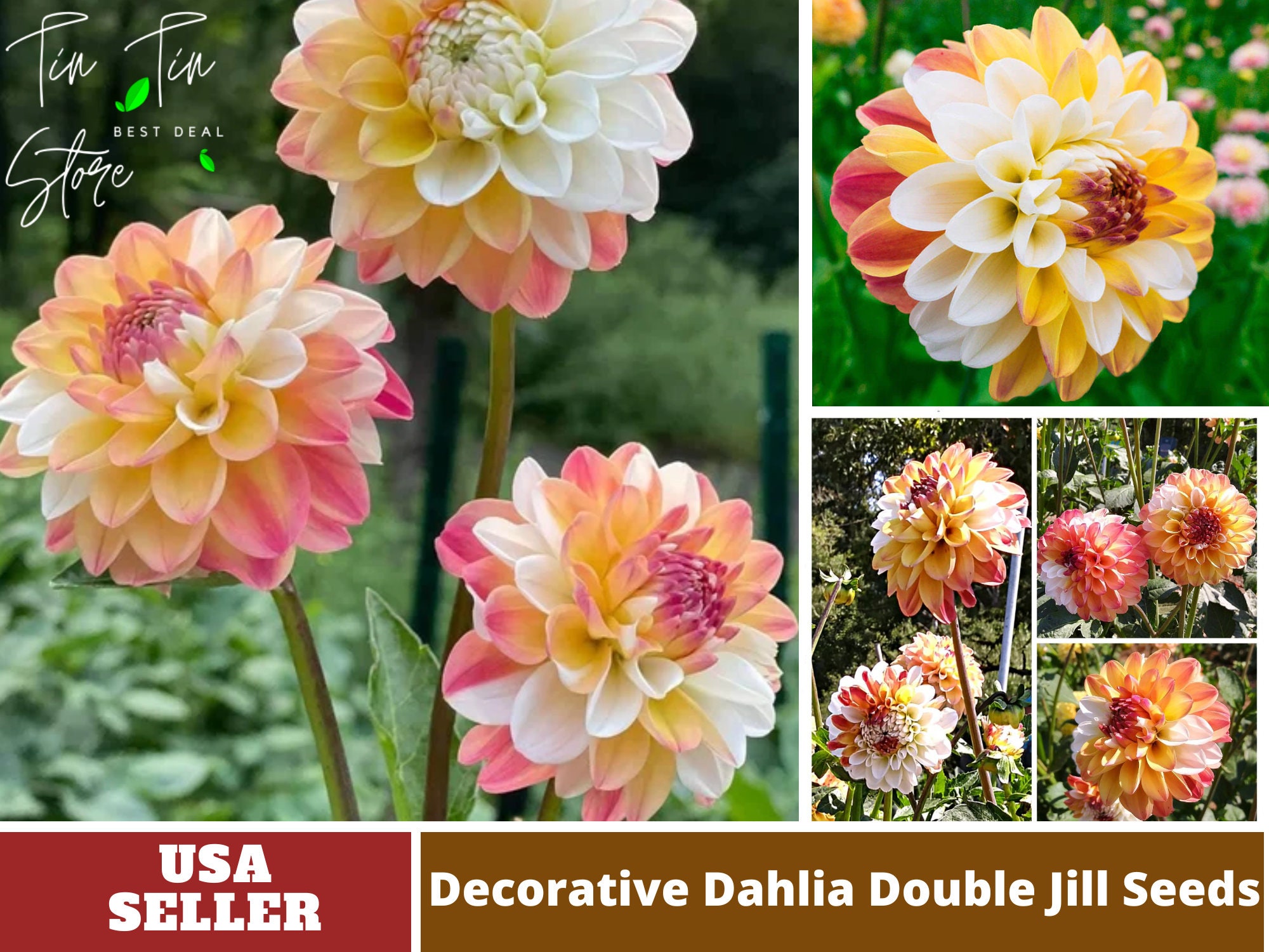 40 Seeds-decorative Double Jill Dahlia Seeds-perennial - Etsy