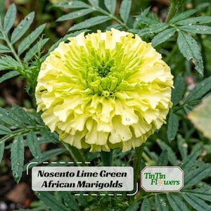 Nosento Lime Green African Marigolds Seeds - Open-Pollinating -Draft Resistant -Cold Resistant - Dwarf - Plant in Spring/After frost