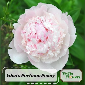 10 Seeds | Eden&#39;s Perfume Peony Seeds -Perennial - Paeonia - Attract butterflies - Open-Pollinated - Organic - Heirloom - .#B044