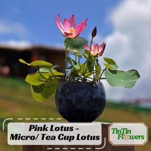 5+ Rare Seeds| Pink Lotus - Micro/ Tea Cup Lotus Seeds - Indian Lotus (Nelumbo nucifera) Seeds - Cold Resistant - Bloom in Summer #Q068