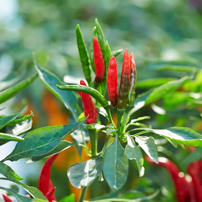 Semillas de chile picante Bird’s Eye – Variedad tailandesa picante – Capsicum frutescens – Picante tradicional – 35 semillas – Sin OMG – 6039 imagen 11