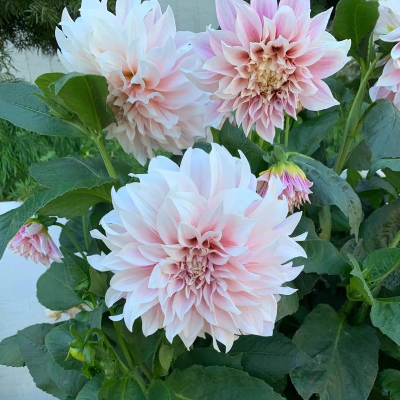 TinTinTinFlowers Café Au Lait Dahlia Seeds - Thumbnail 3