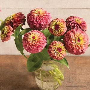 May include: A bouquet of pink and yellow Zinnia flowers in a clear glass jar. The flowers have a ruffled appearance and are arranged in a vase on a wooden surface.
