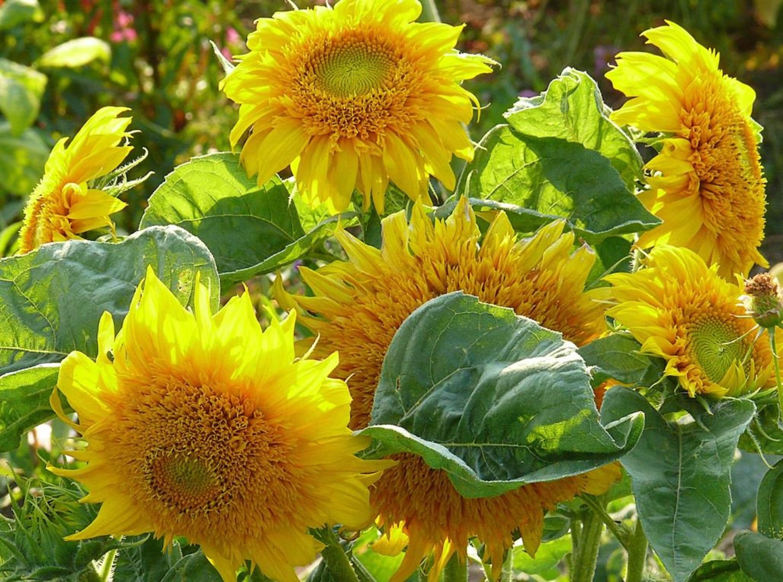 25 Seeds Starburst Greenburst Sunflower Seedsperennial Etsy