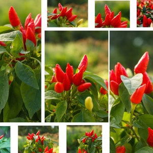 Puede incluir: Primer plano de chiles rojos creciendo en una planta con hojas verdes. Los chiles est&aacute;n dispuestos en racimos y son de un color rojo vibrante.