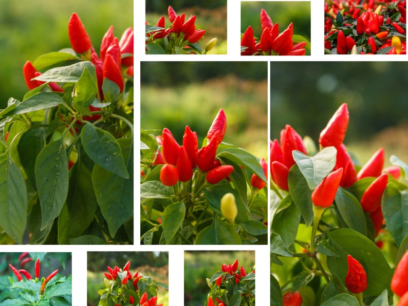 Puede incluir: Primer plano de chiles rojos creciendo en una planta con hojas verdes. Los chiles est&aacute;n dispuestos en racimos y son de un color rojo vibrante.