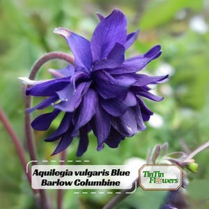 May include: A close-up of a vibrant blue Barlow Columbine flower, Aquilegia vulgaris, with multiple layers of petals. The flower is in full bloom, showcasing its rich color against a blurred green background. The image includes the text "Aquilegia vulgaris Blue Barlow Columbine".