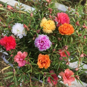 May include: A close-up of a flowering plant with vibrant blooms in shades of red, orange, yellow, pink, and white. The flowers are surrounded by green foliage and buds, creating a colorful display. The plant appears to be a type of Portulaca.