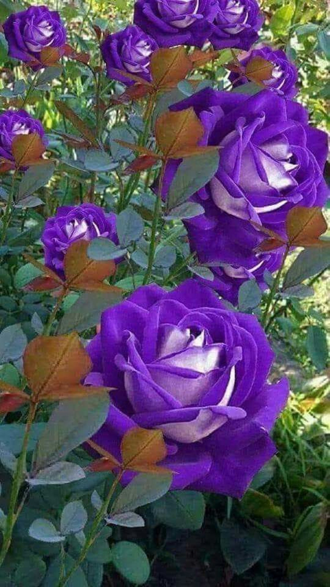 20 Rare Seeds Purple Haze Rose Seed Flower For Planting Bush | Etsy