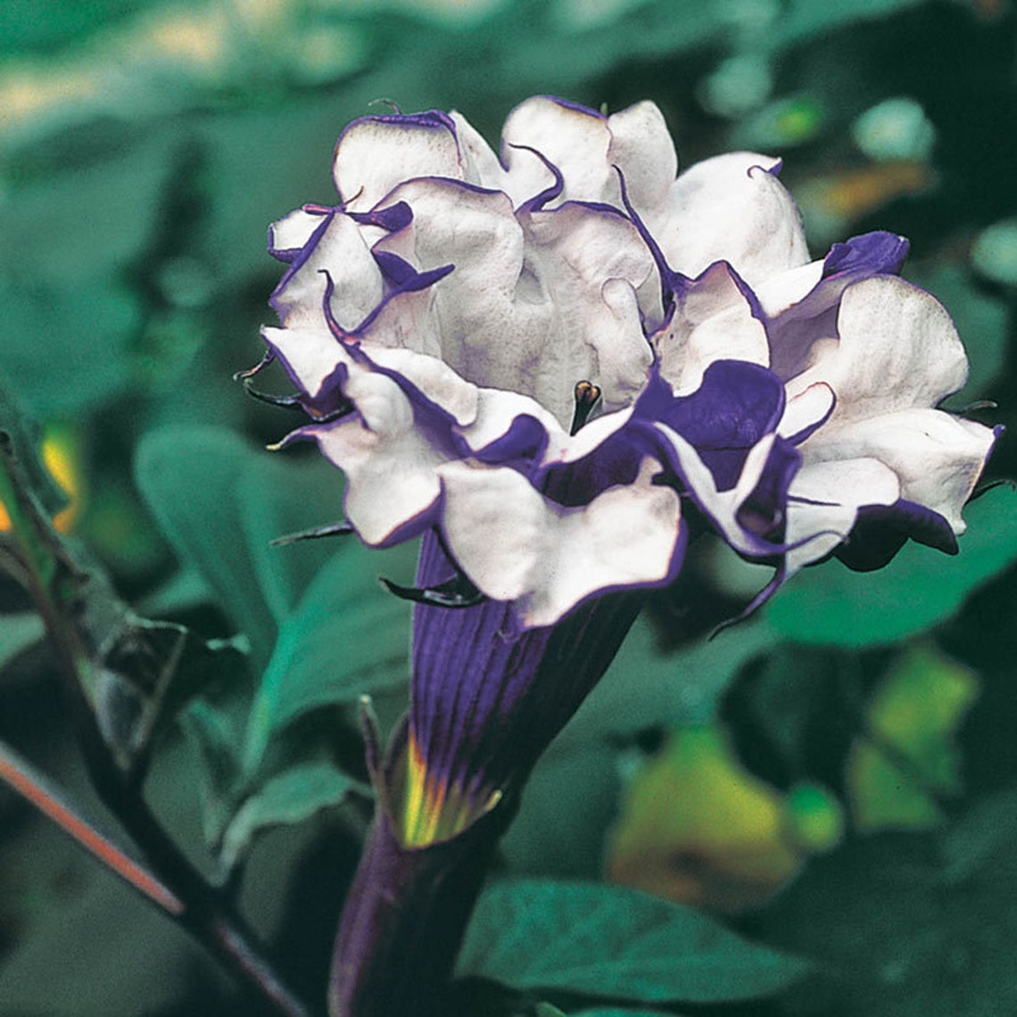 25 Seeds Purple Devil's Trumpet Datura Flower Seeds BUY Etsy