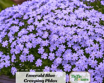 Emerald Blue Creeping Phlox Seeds - Cold & Drought Resistant - Evergreen  - Fast Growing - Potted - Plant in early Spring/Fall