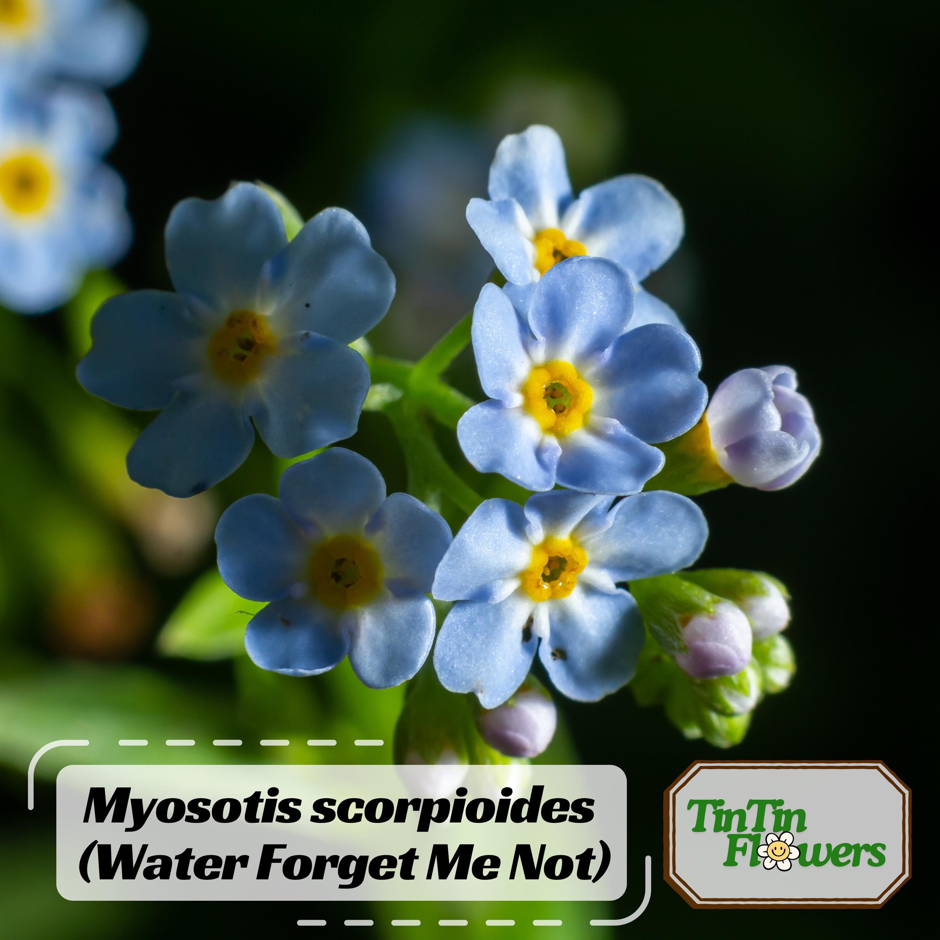 Forget Me Not Scorpioides - Etsy Forget Me Not Scorpioides - Etsy
