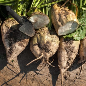 May include: Close-up of freshly harvested sugar beets, some cut open to reveal the white interior. The beets are tan and covered in soil, with green leafy tops. A small black trowel rests on top of the beets.
