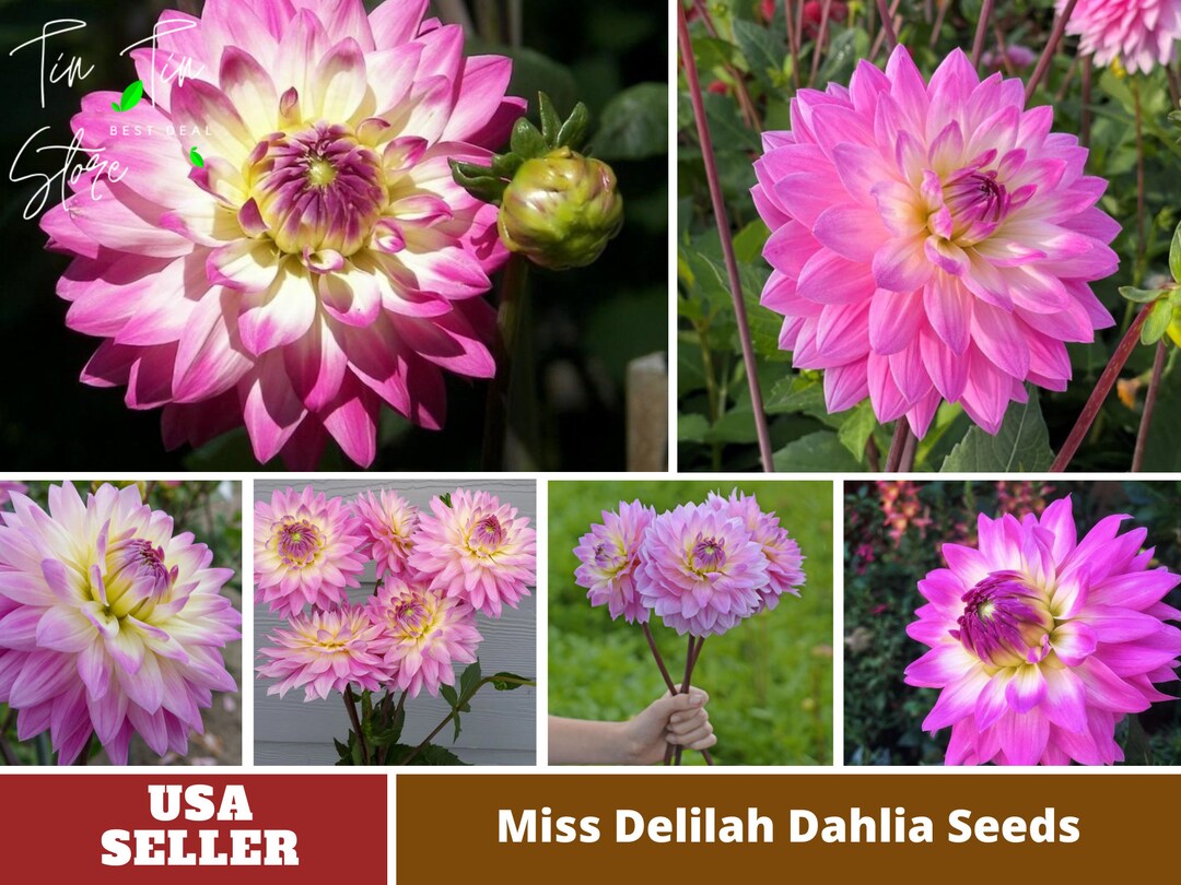 40 Seeds Miss Delilah Dahlia Seedsperennial authentic Etsy