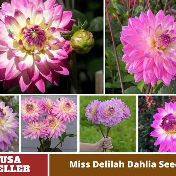 Miss Delilah Dahlia Seeds-Perennial -Authentic Seeds-Flowers -Organic. Non GMO -Vegetable Seeds-Mix Seeds for Plant-B3G1#D066