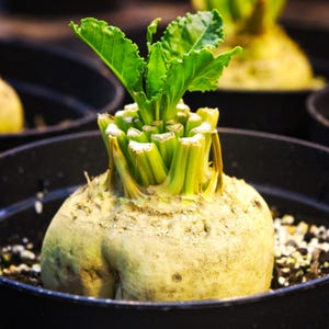 May include: Close-up of a pale yellow root vegetable with green leafy sprouts in a black pot. The root vegetable has a rough texture and is surrounded by soil and small white pebbles. The image is well-lit, highlighting the details of the plant.