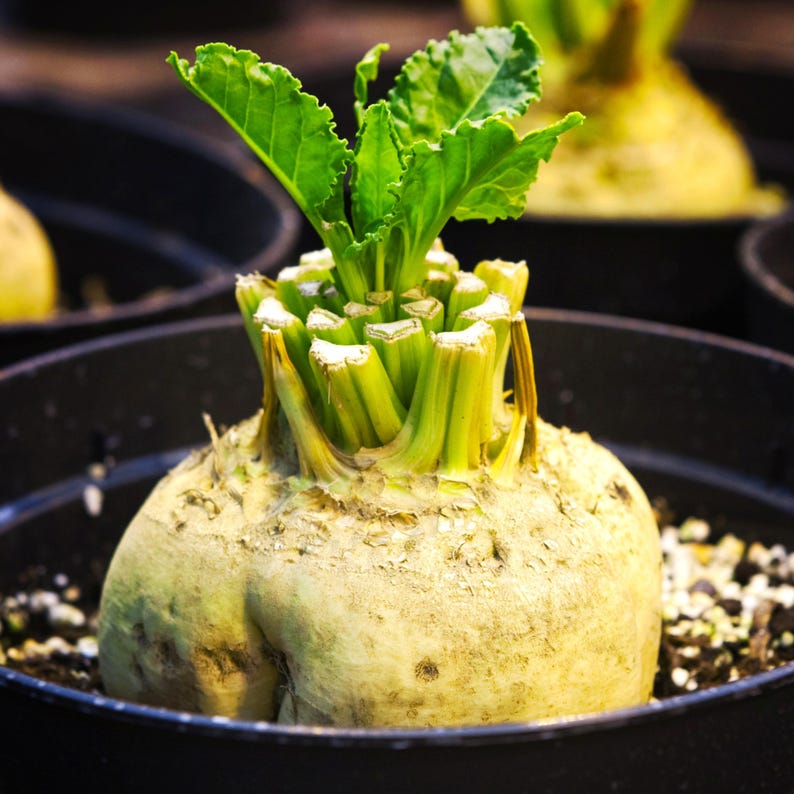 May include: Close-up of a pale yellow root vegetable with green leafy sprouts in a black pot. The root vegetable has a rough texture and is surrounded by soil and small white pebbles. The image is well-lit, highlighting the details of the plant.