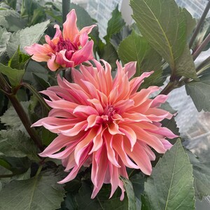 40+ Labyrinth Dahlia Seeds - Pollinator Friendly- Open Pollinated - Heirloom - Flower Seeds - Mix Seeds to Plant - .#D013 image 17