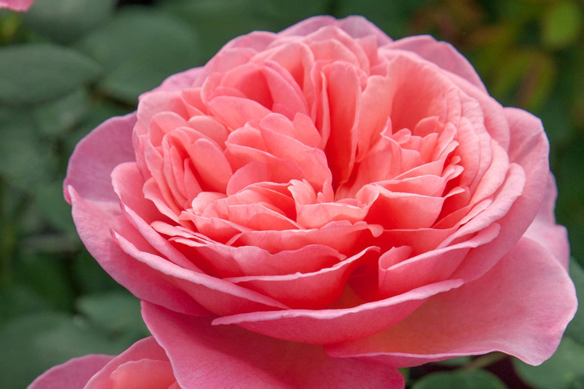 30+ Pink Sweet Mademoiselle Hybrid Tea Rose Seeds -perennial- Authentic ...