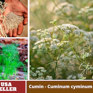 45 Seeds Cumin Cuminum cyminum Seeds Authentic Seeds GMO Free Vegetable Herb B3G1 6015 image 1