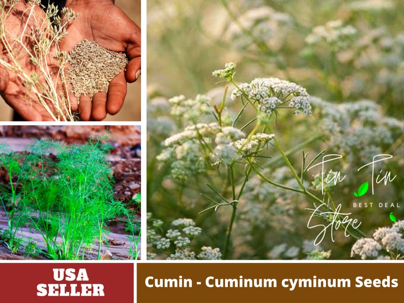 45 Seeds Cumin Cuminum cyminum Seeds Authentic Seeds GMO Free Vegetable Herb B3G1 6015 image 1