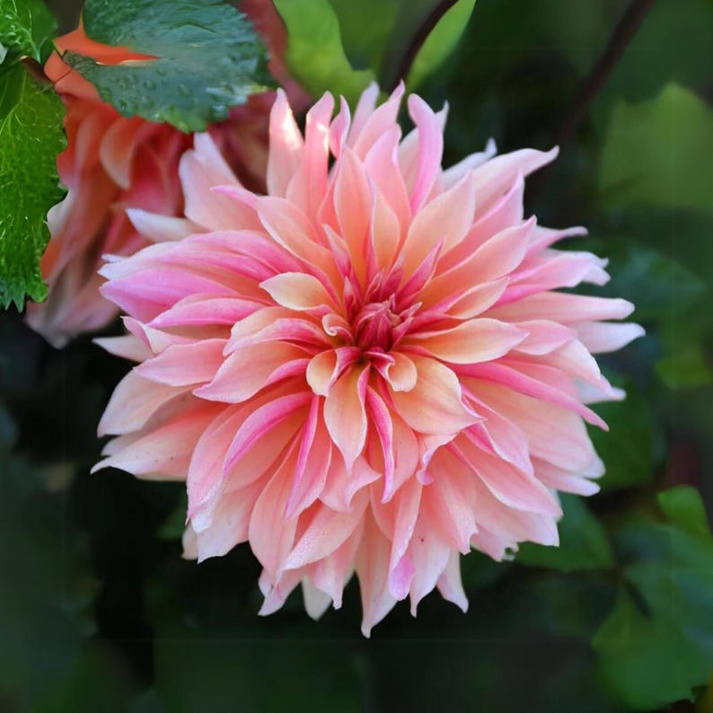 40+ Labyrinth Dahlia Seeds - Pollinator Friendly- Open Pollinated - Heirloom - Flower Seeds - Mix Seeds to Plant - .#D013 image 19