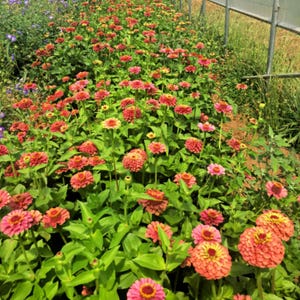 Queen Red Lime Zinnia Seeds | Open-Pollinated, (30 Seeds) image 9