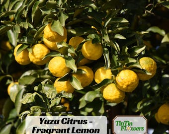 Fresh Yuzu Citrus Fruit 9 Counts - Naturally Grown & Freshly